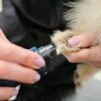 A groomer or veterinarian grinds the claws of a dog in close-up.