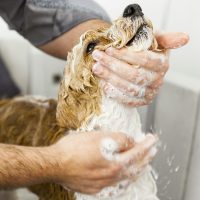 bathing a cute dog