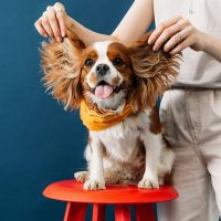 Close up of cute little dog sitting on a red chair. Hands of a woman holding ears of a dog.