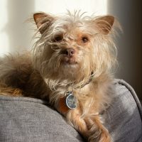 Cute small furry dog and pet posed on couch