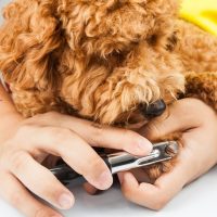 Dog nails being cut and trimmed during grooming