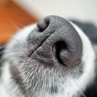 Dog nose