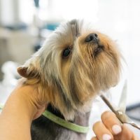 Dogs haircut in salon terrier