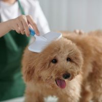 Groomer Brushing Small Dog