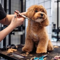 Haircut of a Maltipoo dog from a grooming salon.