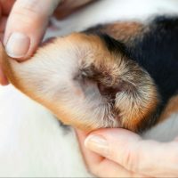 Macro ear of a jack russell dog