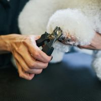 Nail trimming service in professional grooming salon