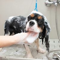 portrait of Cavalier King Charles spaniel dog taking shower with shampoo.