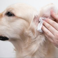 The man is cleaning the dog's ears.